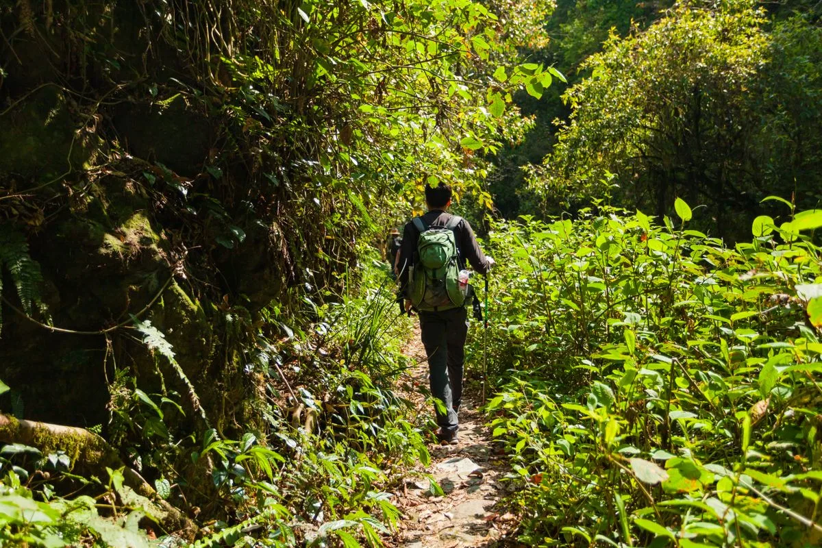A traveler carrying a green backpack along a forest trail