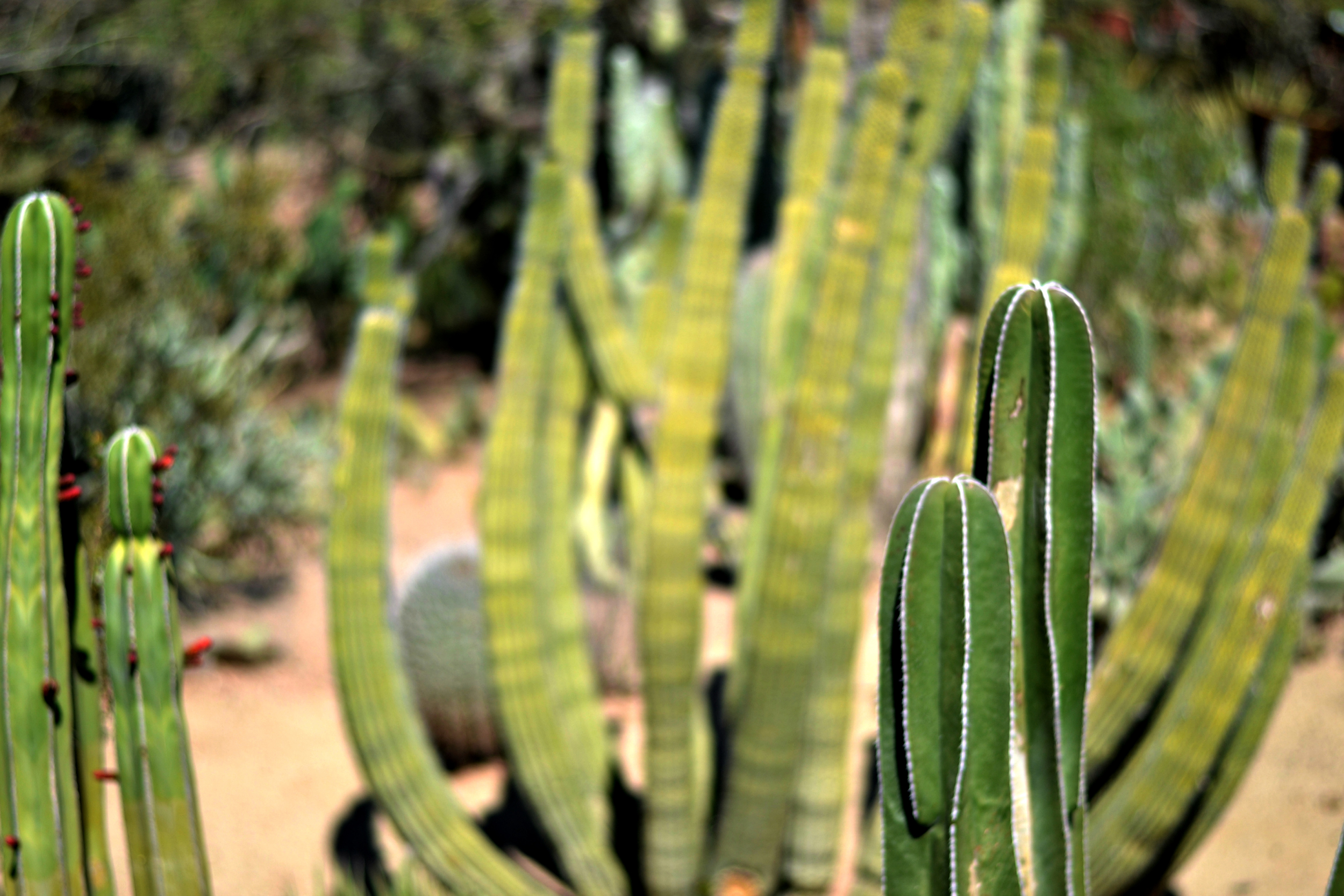 More Cacti! I wish you could have seen how tall some of them were!
