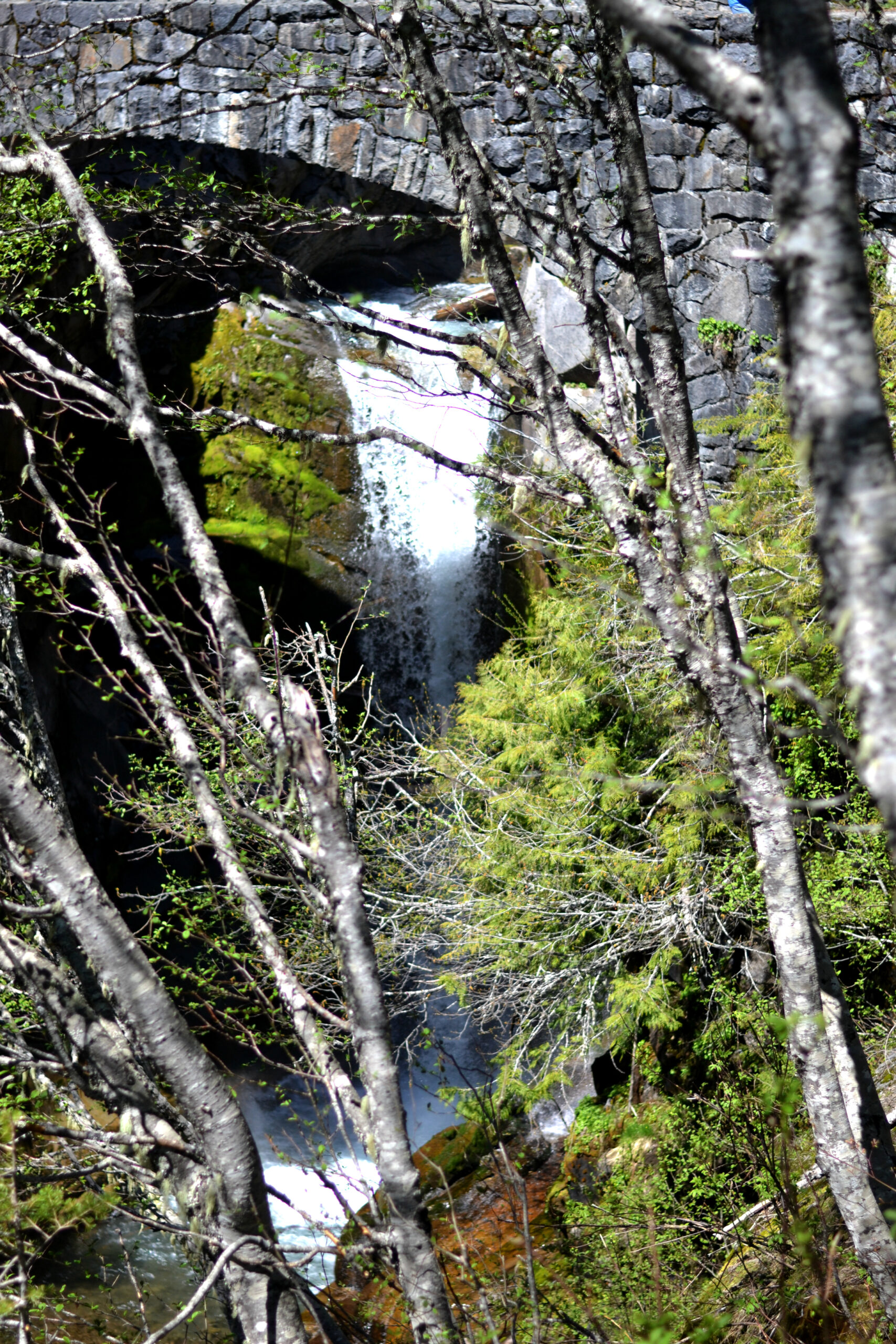 Christine Falls at Mount Rainier!