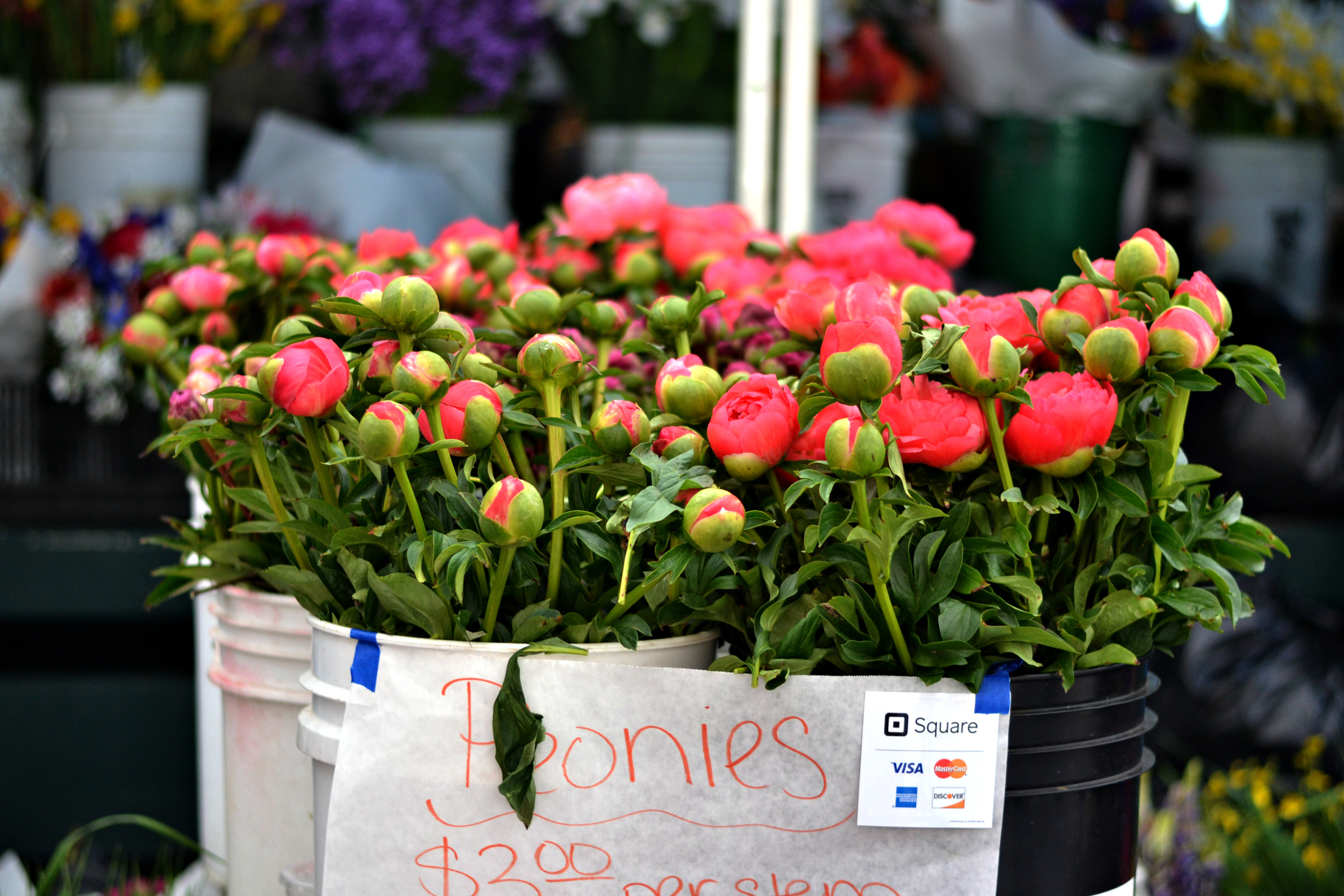 Blooming Peonies - So Beautiful!