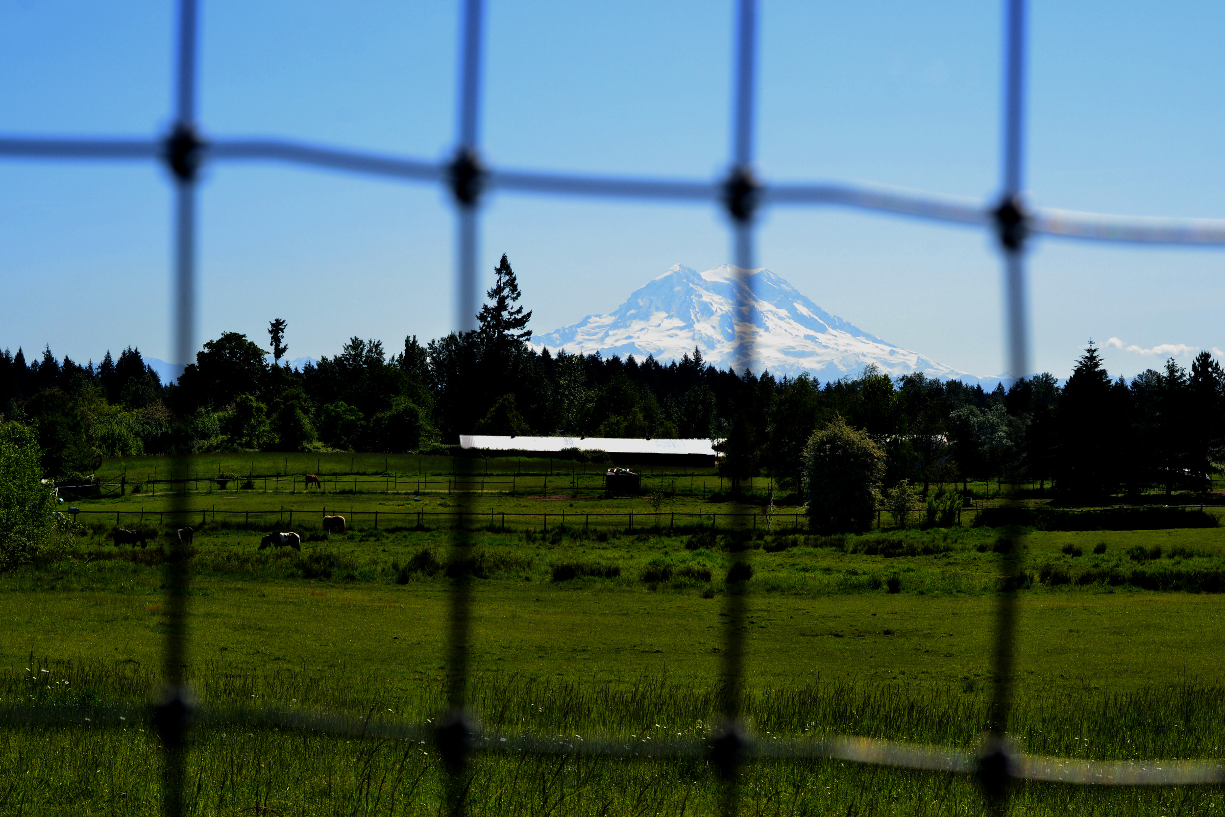 En route to Mount Rainier - An amazing road trip with Views playing in the background the whole 2 hours.