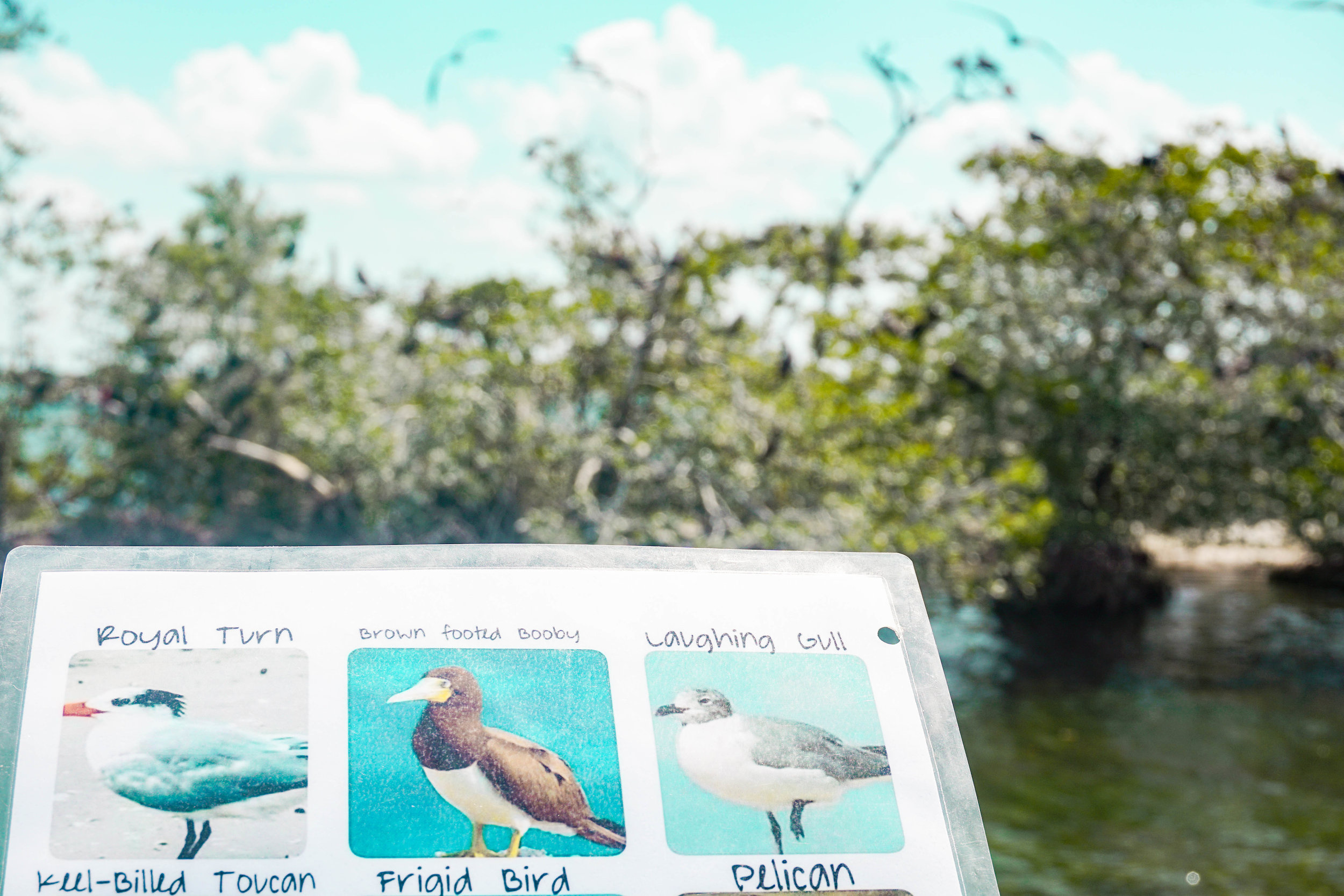 sailraggamuffinbelize-18.jpg